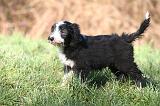 BEARDED COLLIE 401